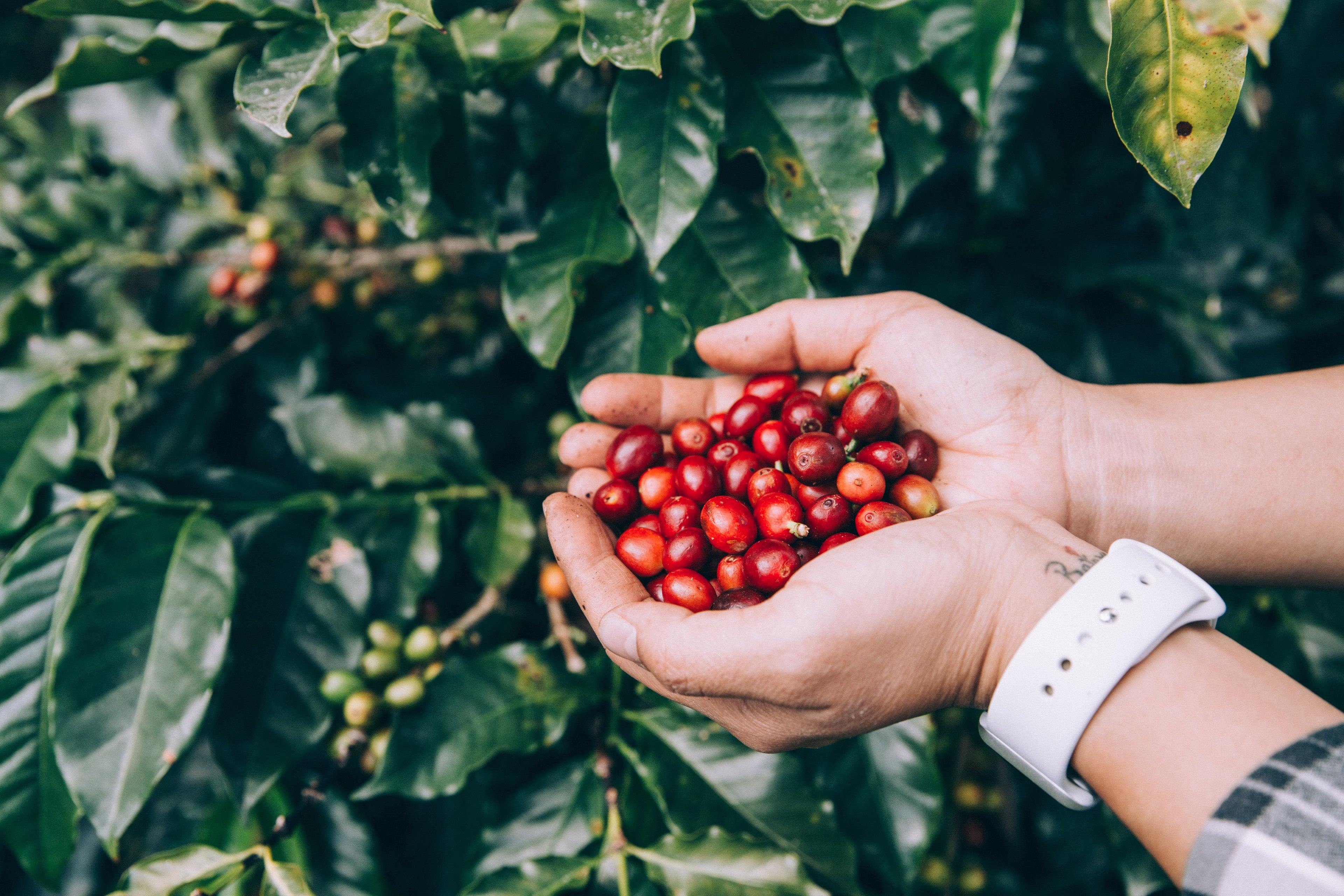 Raw Green Coffee Beans